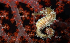 ThornySeahorse1920x120010-5-2010 11_27_51 AM Bing Desktop